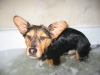 dog-bath-toby