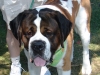 dog-saint-bernard