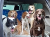 dog-social-group-car