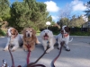 dog-walking-4-group-1